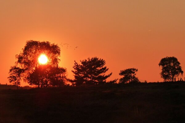 The sun breaking through the trees