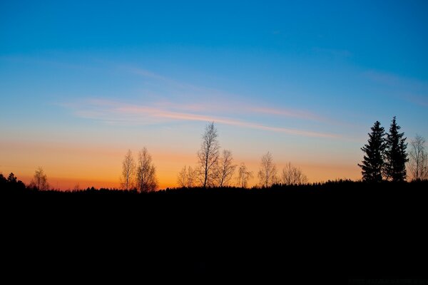 Alba autunnale nella foresta europea