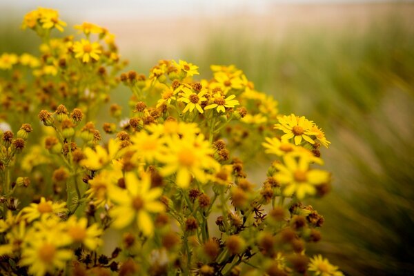 Fleur jaune dans le champ d été