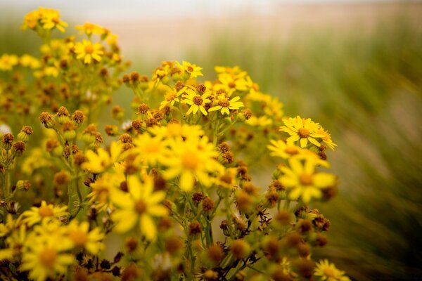 Yaz tarlasında sarı çiçek