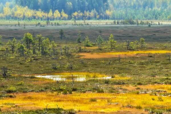 Planície com pântano e pequenas árvores