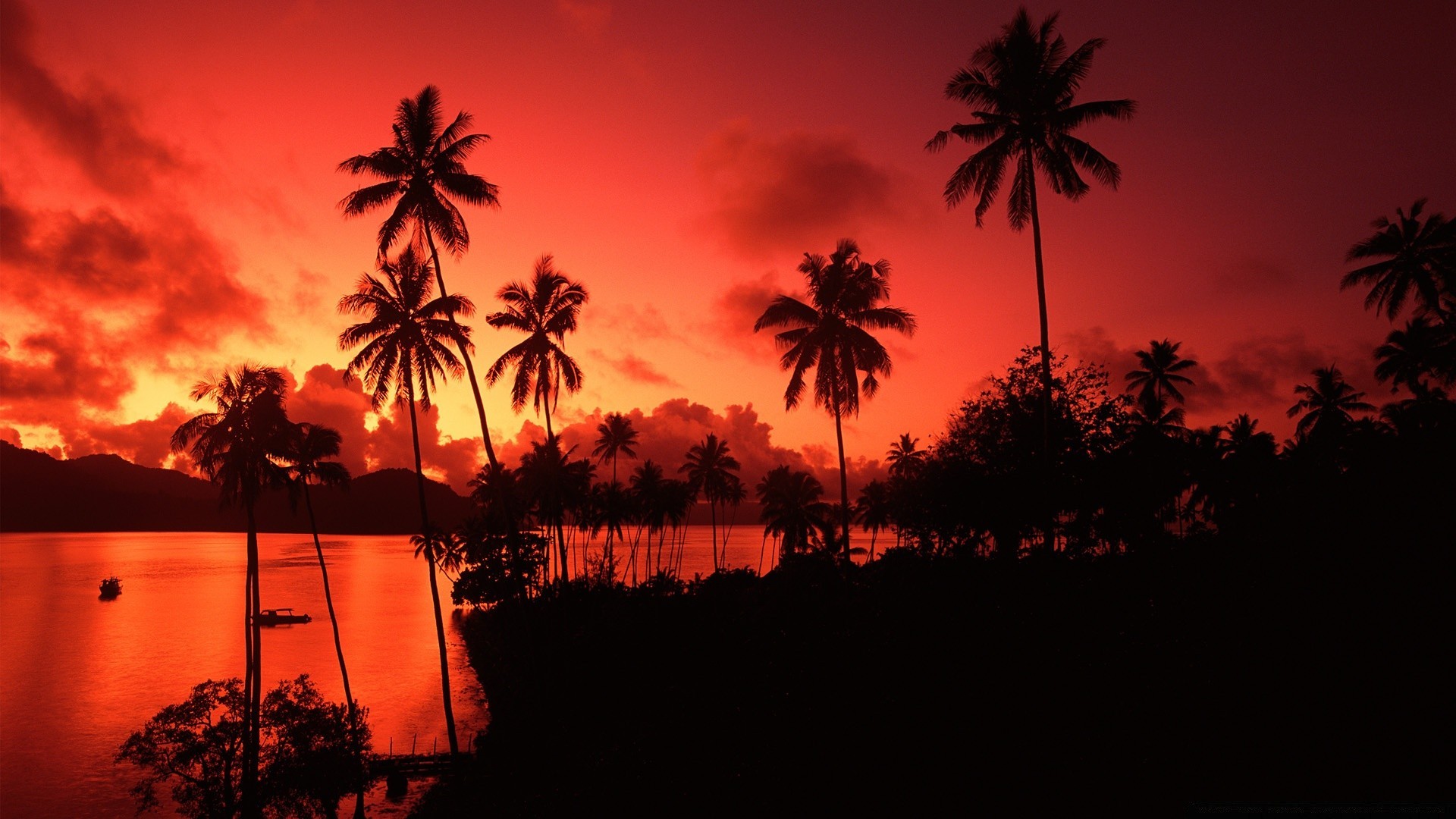 islands palm sunset sun beach tree tropical silhouette coconut island dawn evening backlit summer seashore vacation