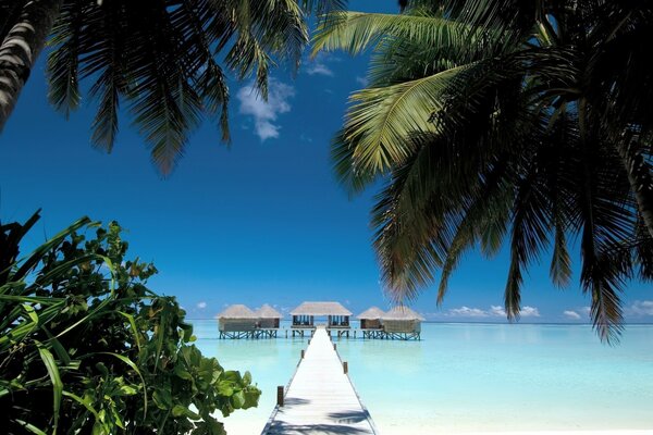 Palmiers sur la plage tropicale