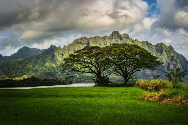 Paisaje de montañas, árboles y hierba