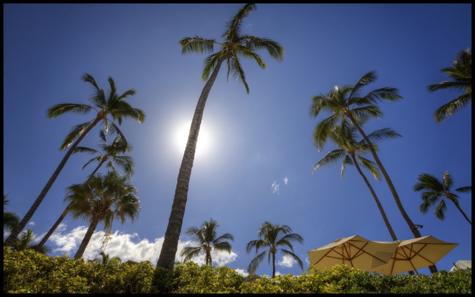 insel palmen baum tropisch strand kokosnuss insel resort meer urlaub reisen idylle exotisch sonne paradies sand sommer himmel ozean landschaft