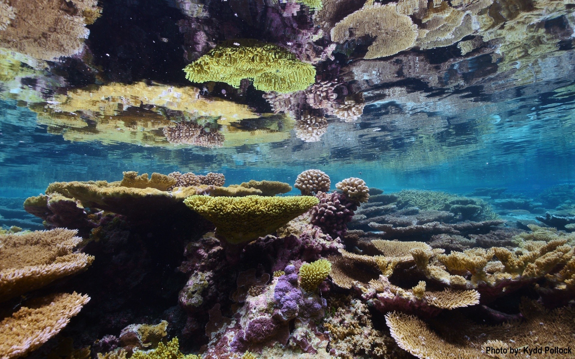 ilhas debaixo d água mar recife coral oceano água tropical paisagem peixes mergulho snorkeling fuzileiro naval água salgada mergulho submarino exótico natureza viajar natação turquesa