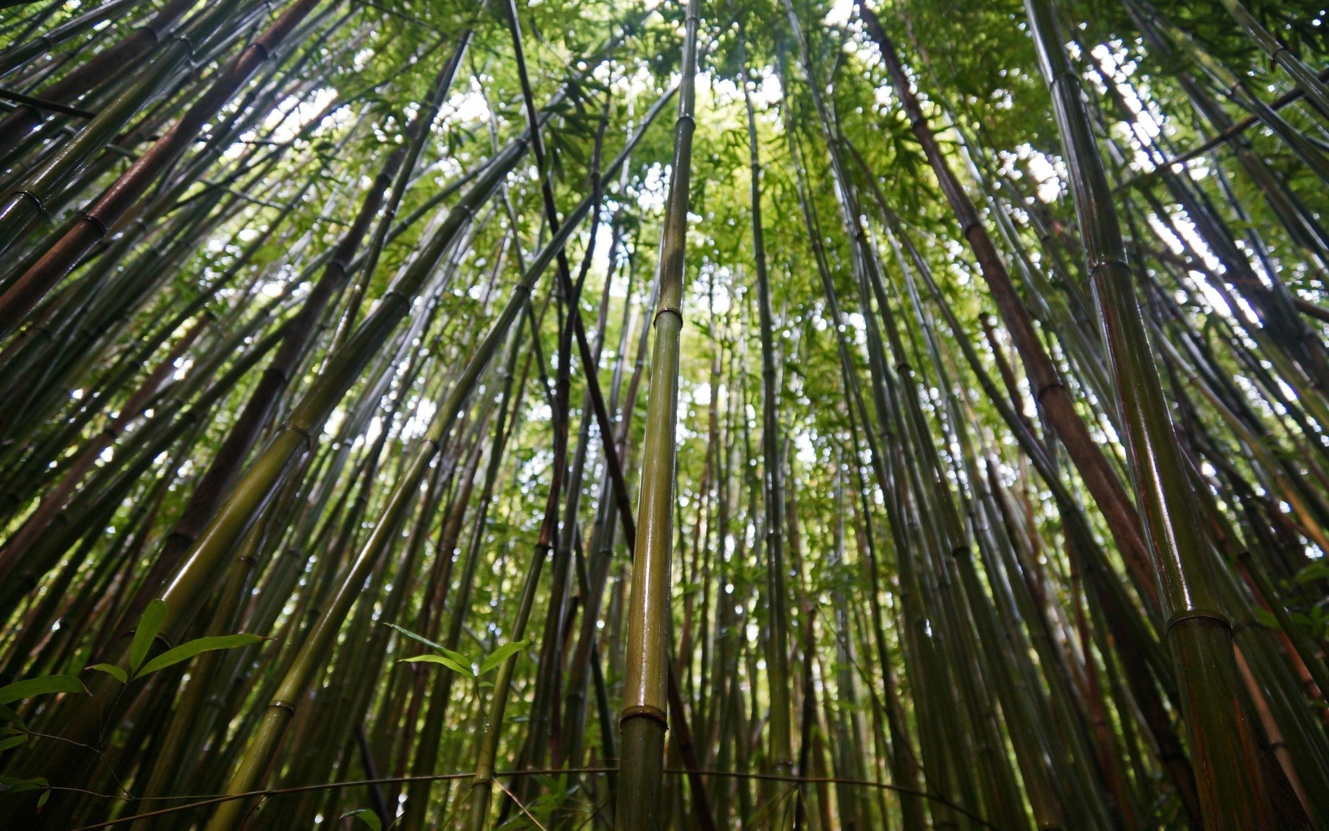 islands bamboo wood leaf nature tree lush jungle zen environment flora growth tropical branch husk heavy grove rainforest ecology landscape