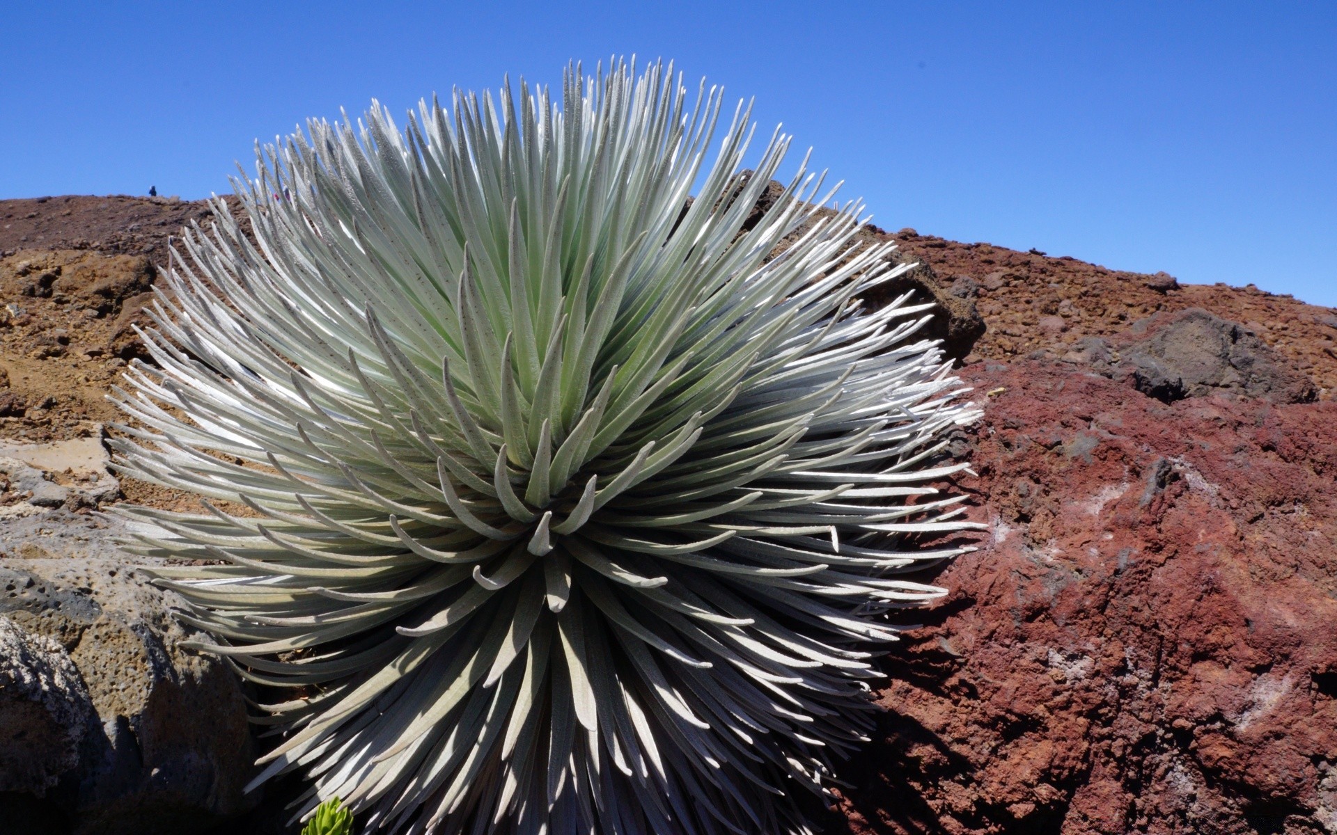 islas desierto cactus seco al aire libre naturaleza arena arida viajes cielo roca paisaje