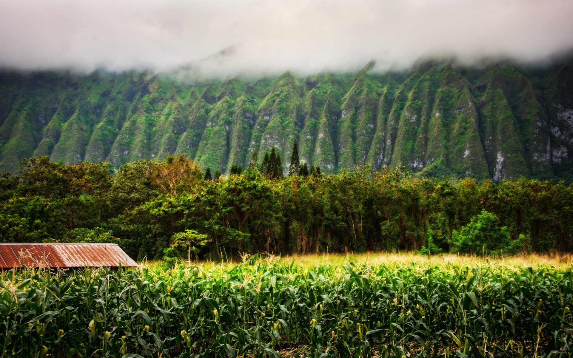 insel landschaft landwirtschaft natur holz holz landschaftlich bebautes land im freien bauernhof reisen feld berge landschaft blatt ernte himmel flora wachstum des ländlichen