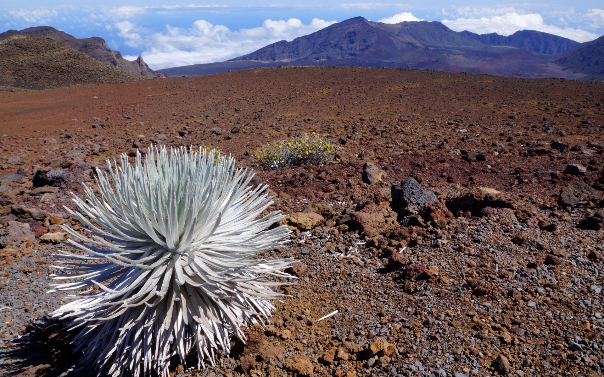 isole deserto cactus arid asciutto paesaggio all aperto viaggi natura cielo montagne sabbia vulcano caldo suolo roccia