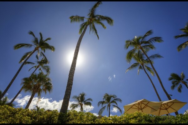 Las palmeras se acercan al sol