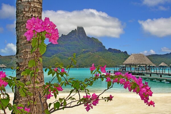 Flores rojas brillantes en la playa