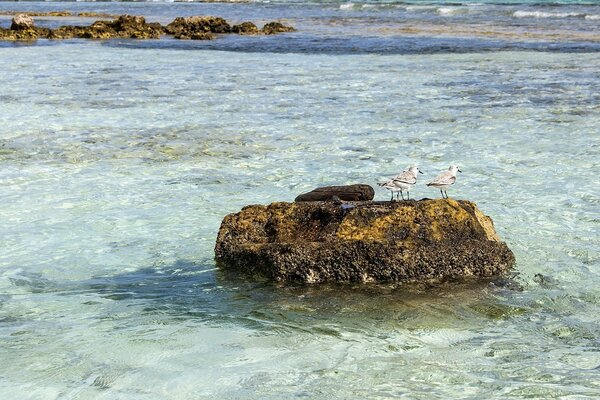 Two seagulls on a rock in the sea