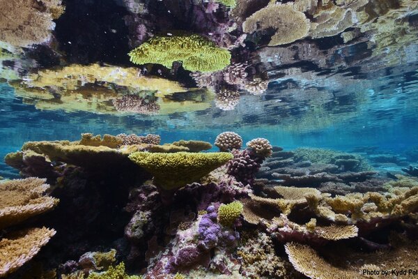 Récif de corail sous l eau