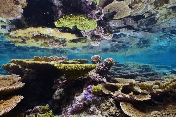 Коралловый риф под водой