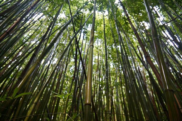 Bambu em uma ilha selvagem