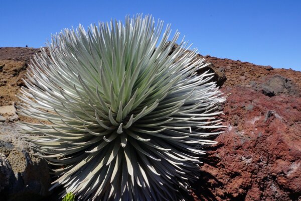 Cactus dans le désert à l extérieur