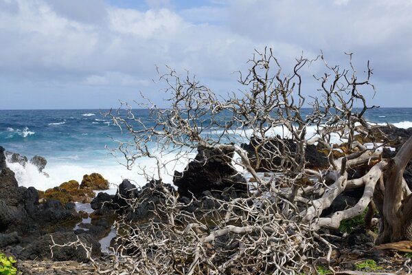 The sea, the sky and the roots of a dead tree