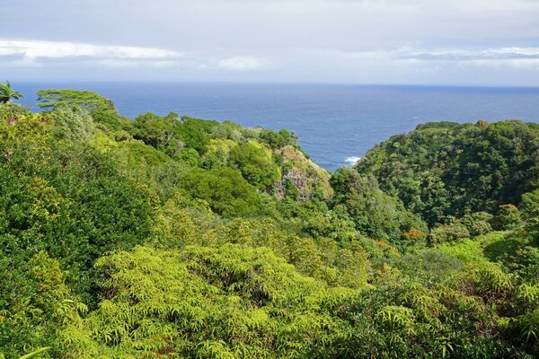 Green forest on the background of water and sky