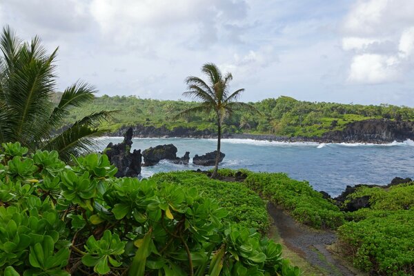 Playa tropical en una isla desierta