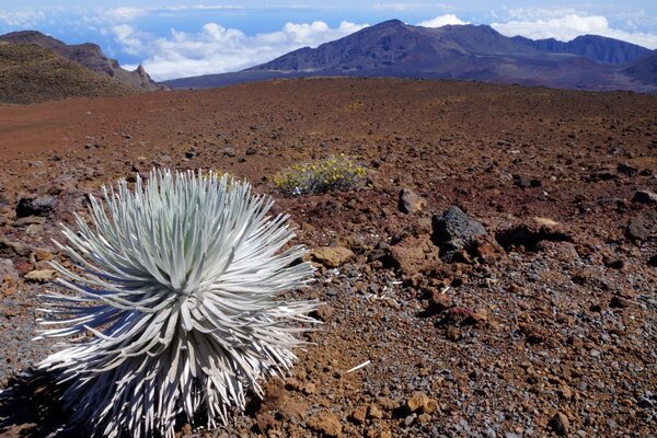 Unusual taste in the desert