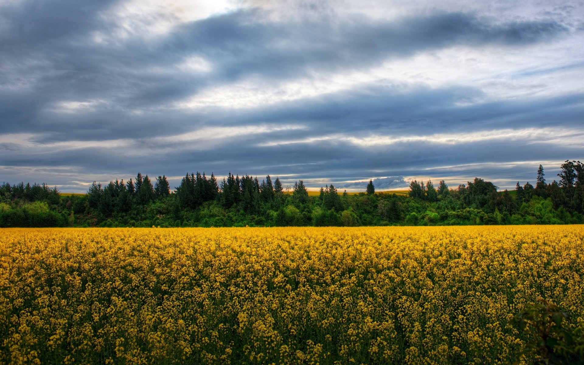 australia and oceania agriculture landscape crop field farm sky rural nature countryside cropland tree outdoors gold oil country summer cloud pasture growth