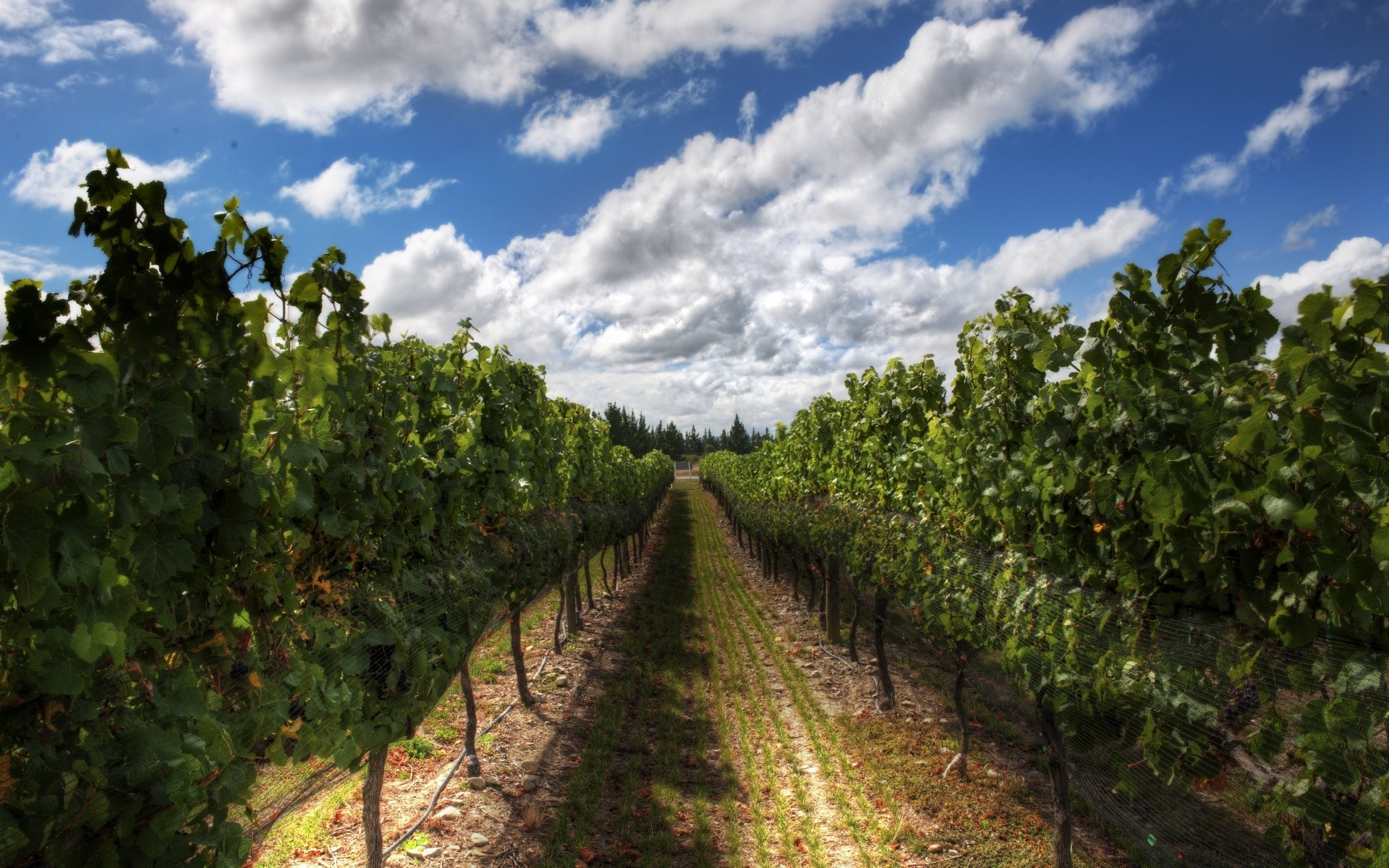 australia y oceanía vid paisaje árbol agricultura viñedo hoja naturaleza bodega crecimiento granja vino al aire libre campo grapevine fruta cielo pasto rural flora