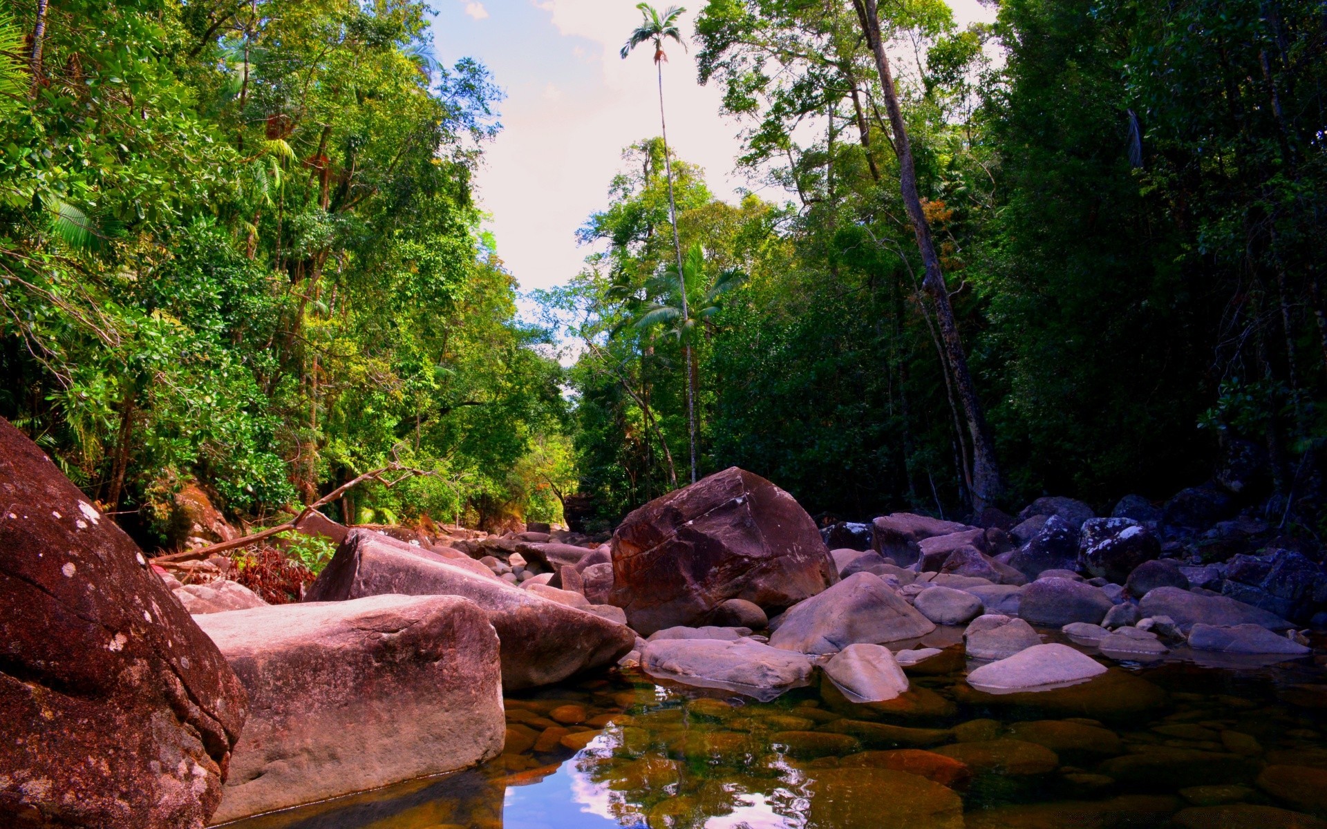 australia and oceania water nature wood river tree leaf landscape travel stream environment outdoors rock park scenic summer rainforest waterfall rain stone