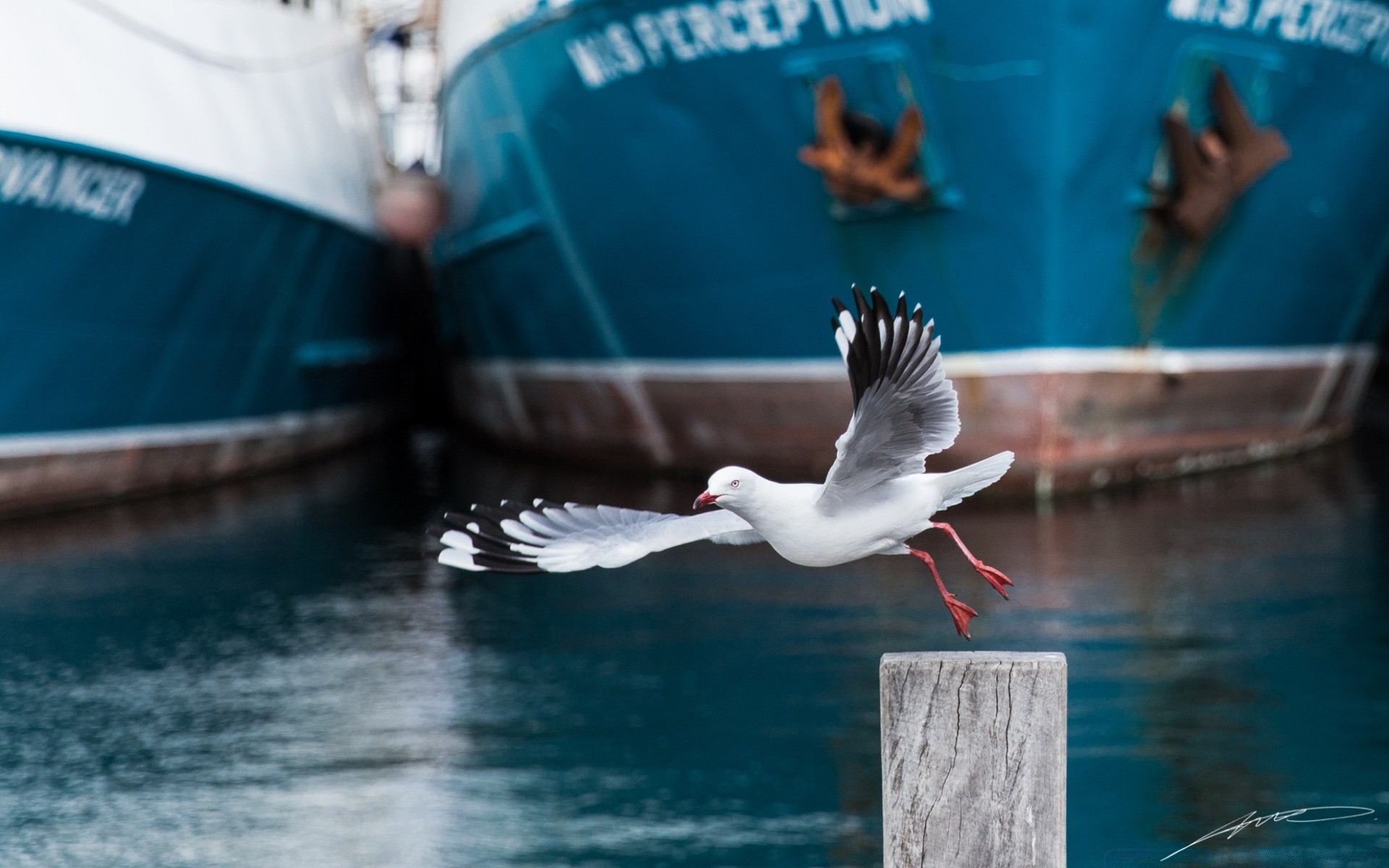 australien und ozeanien wasser im freien natur vogel meer tierwelt reisen