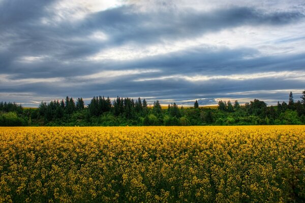 Agricultural harvest landscapes