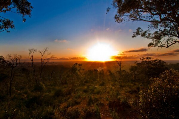 Warm sunset in the savannah