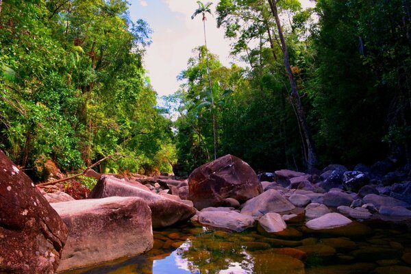 Vida selvagem da Austrália e Oceania