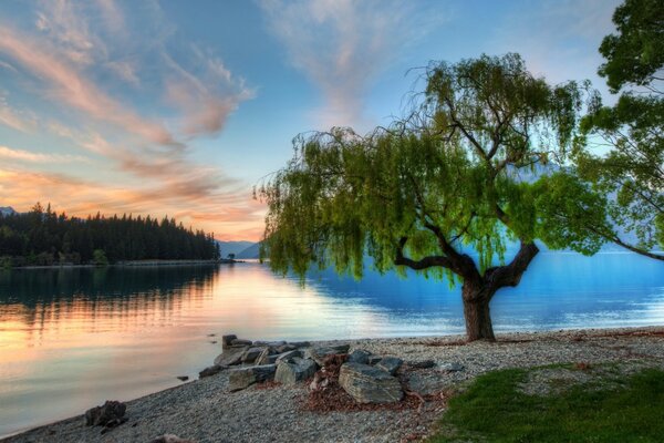 Árbol verde en el fondo de un hermoso paisaje