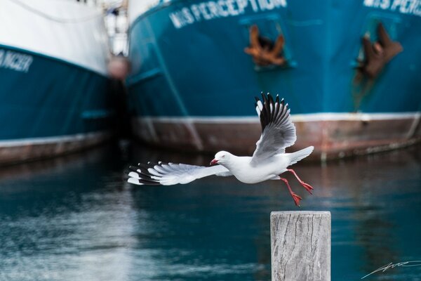 Sea gulls in the wild