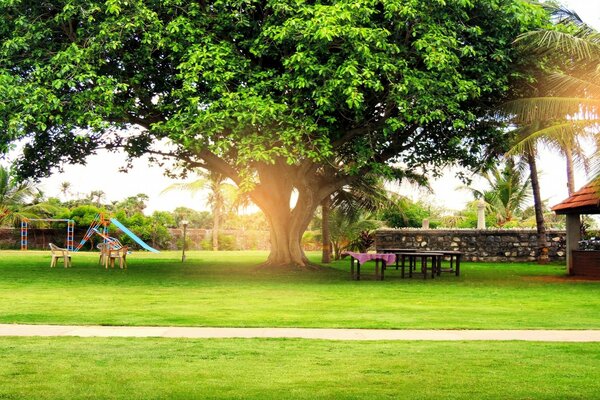 A huge green tree on bright grass